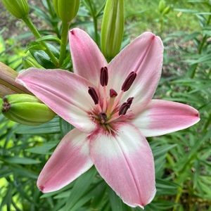 Meet your Posher, Lily